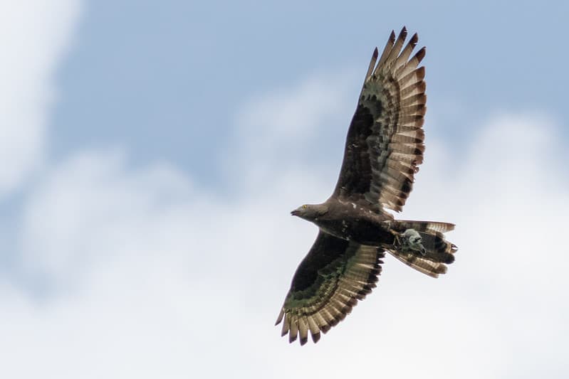Vapsvaėdis (Pernis apivorus)