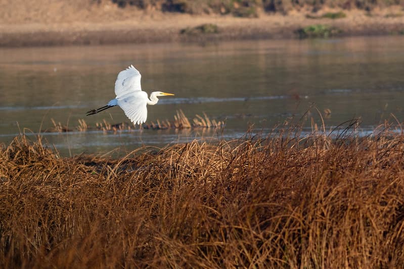 Didysis baltasis garnys (Ardea alba)