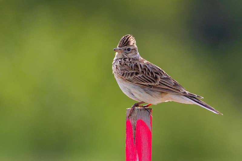 Dirvinis vieversys (Alauda arvensis)