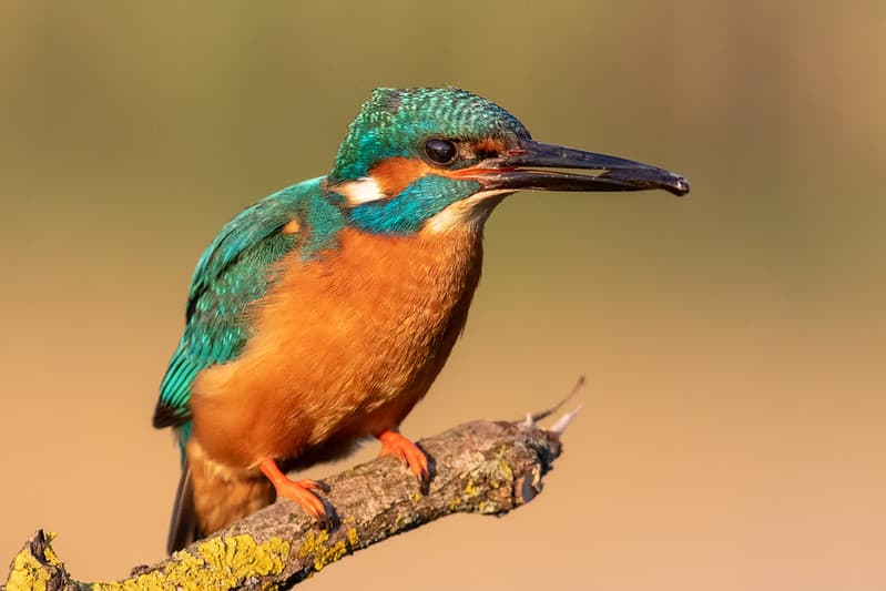 Tulžys (Alcedo atthis)