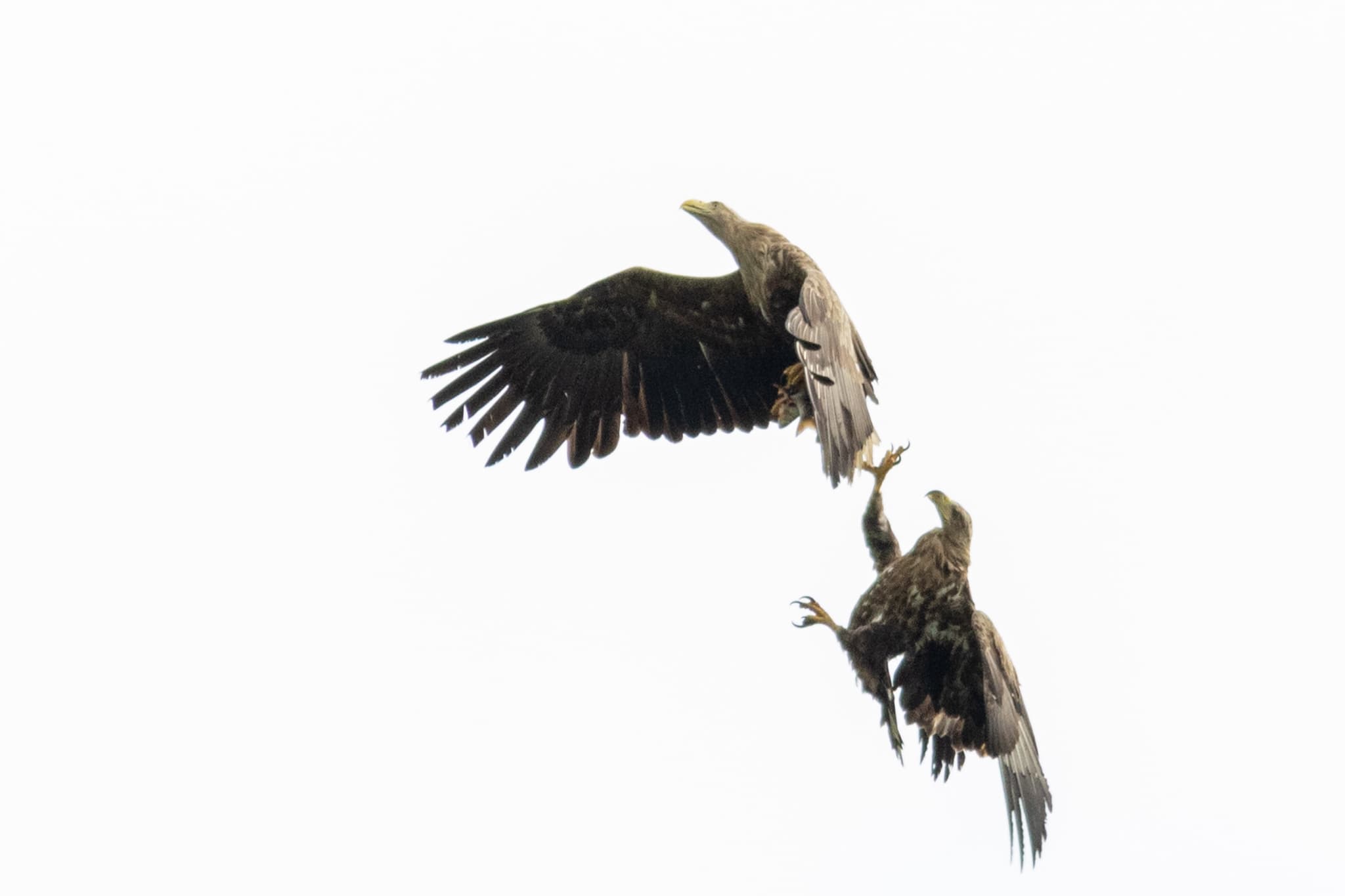Paprastasis jūrinis erelis (Haliaeetus albicilla)