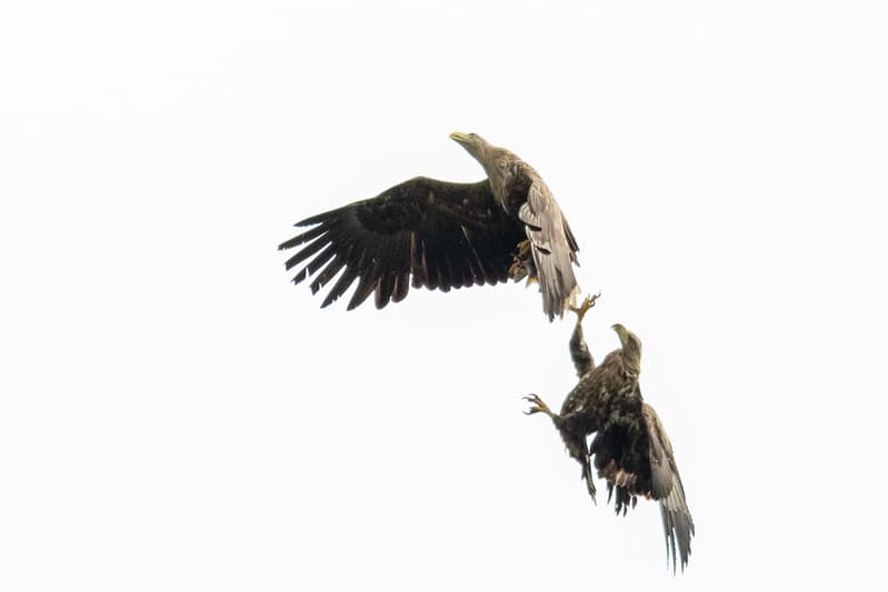 Paprastasis jūrinis erelis (Haliaeetus albicilla)