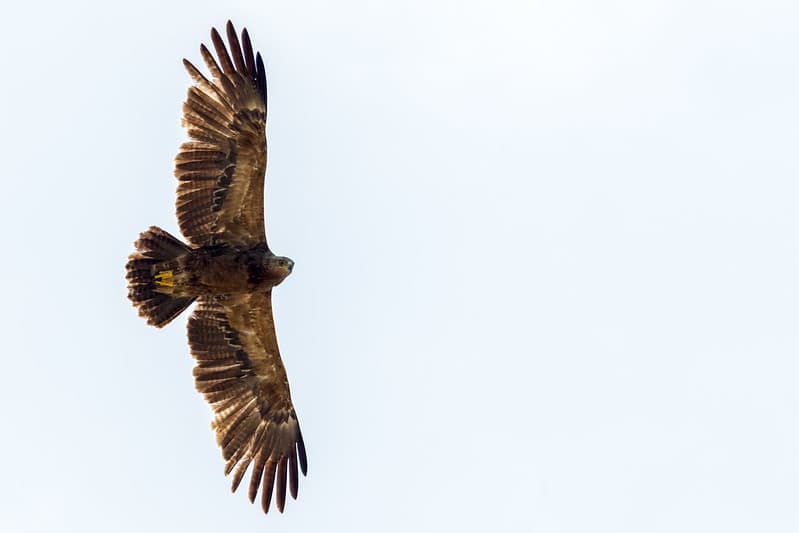Mažasis erelis rėksnys (Clanga pomarina)