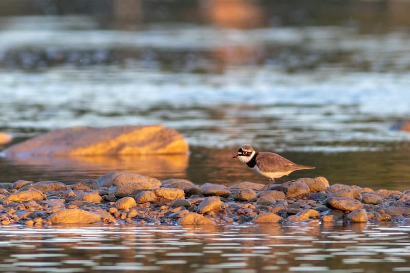 Upinis kirlikas (Charadrius dubius)
