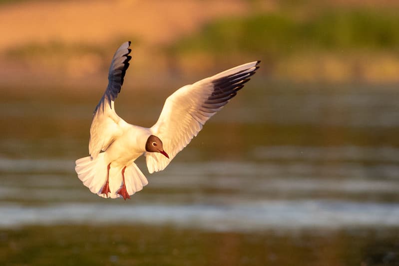 Rudagalvis kiras (Larus ridibundus)