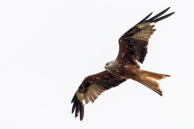 Rudasis peslys (Milvus milvus)