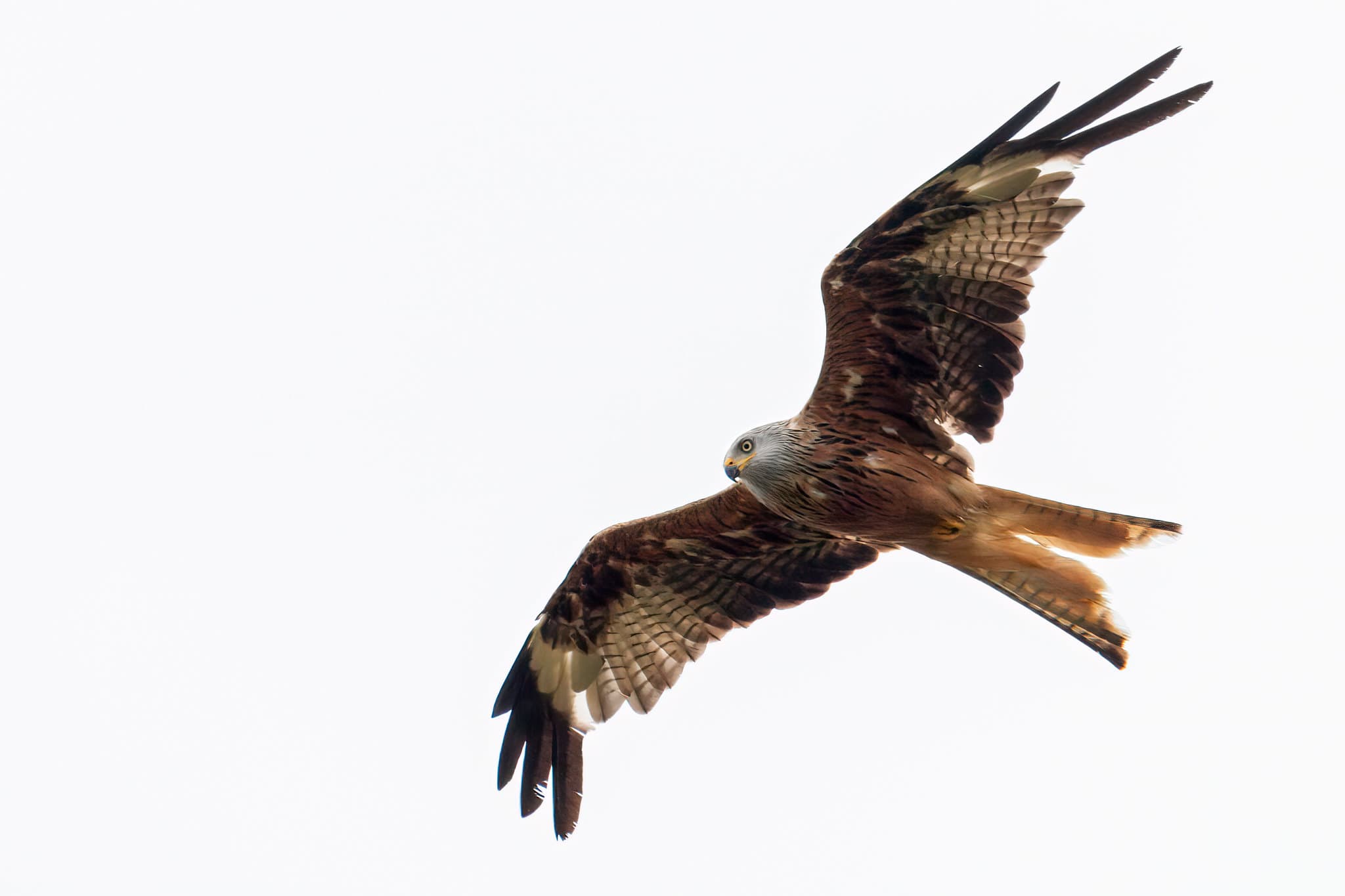 Rudasis peslys (Milvus milvus)