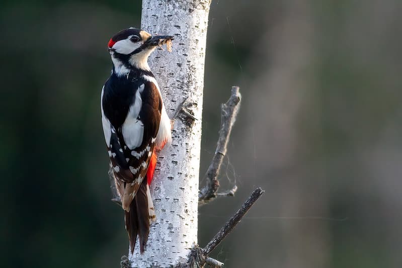 Didysis margasis genys (Dendrocopos major)