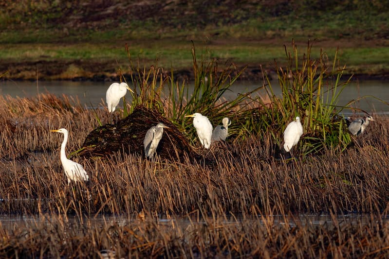 Didysis baltasis garnys (Ardea alba), pilkasis garnys (Ardea herodias)