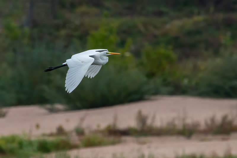 Didysis baltasis garnys (Ardea alba)