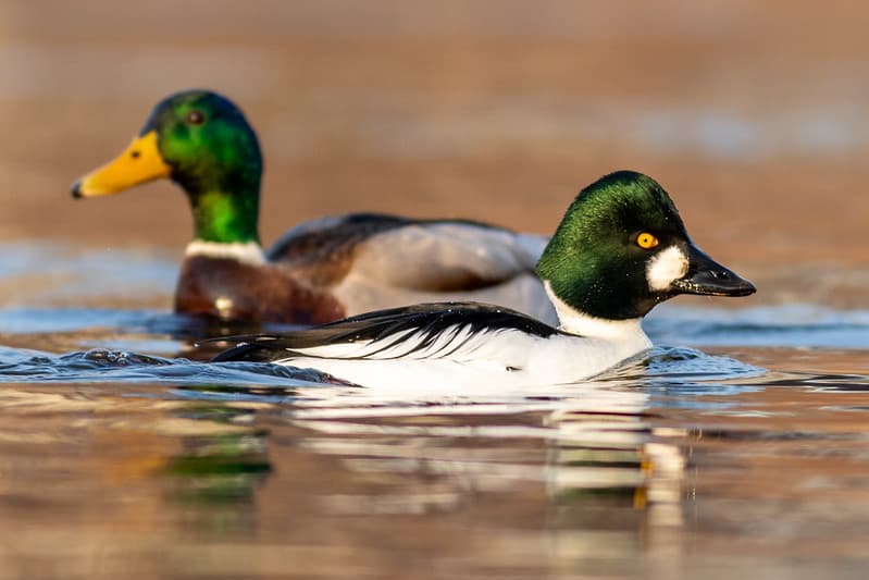 Didžioji antis (Anas platyrhynchos), Klykuolė (Bucephala clangula)