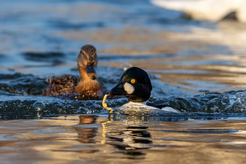 Didžioji antis (Anas platyrhynchos), Klykuolė (Bucephala clangula)