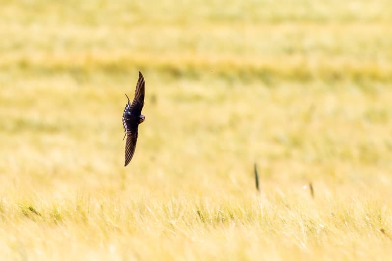 Šėlmeminė kregždė (Hirundo rustica)