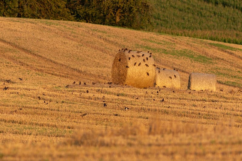 Paprastasis varnėnas (Sturnus vulgaris), Paprastoji pempė arba pempė (Vanellus vanellus)