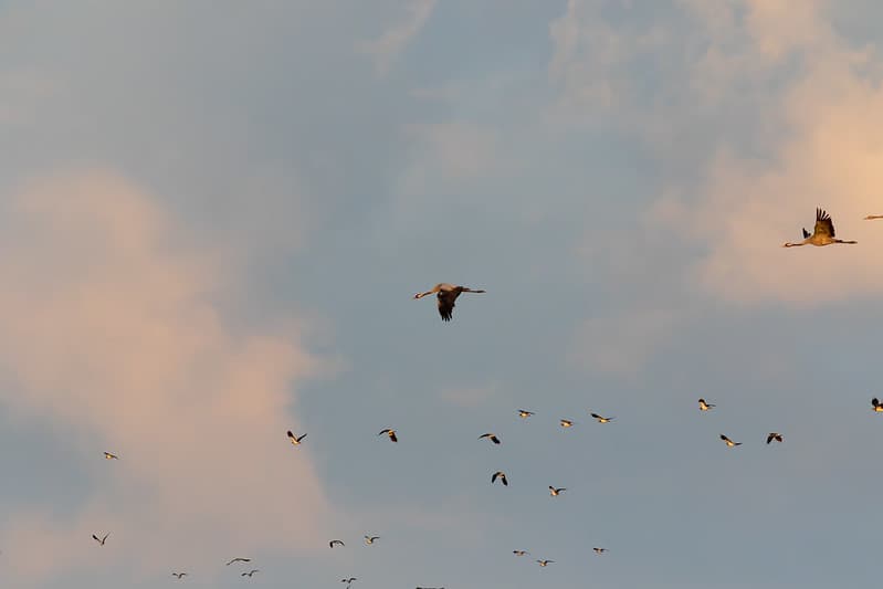 Pilkoji gervė (Grus grus)