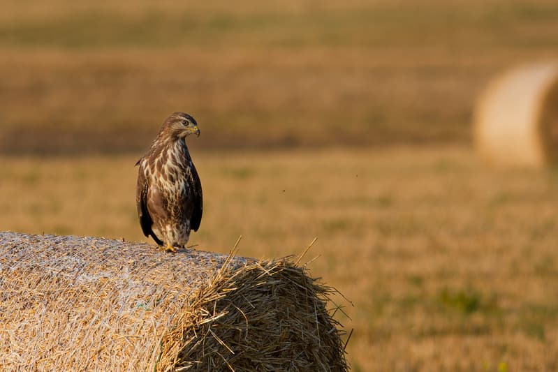 Paprastasis suopis (Buteo buteo)