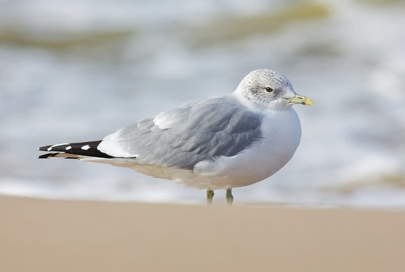 Paprastasis kiras (Larus canus)