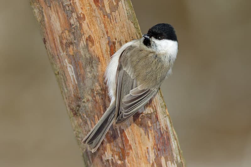Pilkoji zylė (Parus palustris)