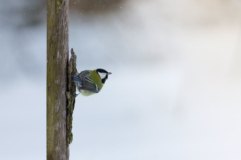 Didžioji zylė (Parus major)