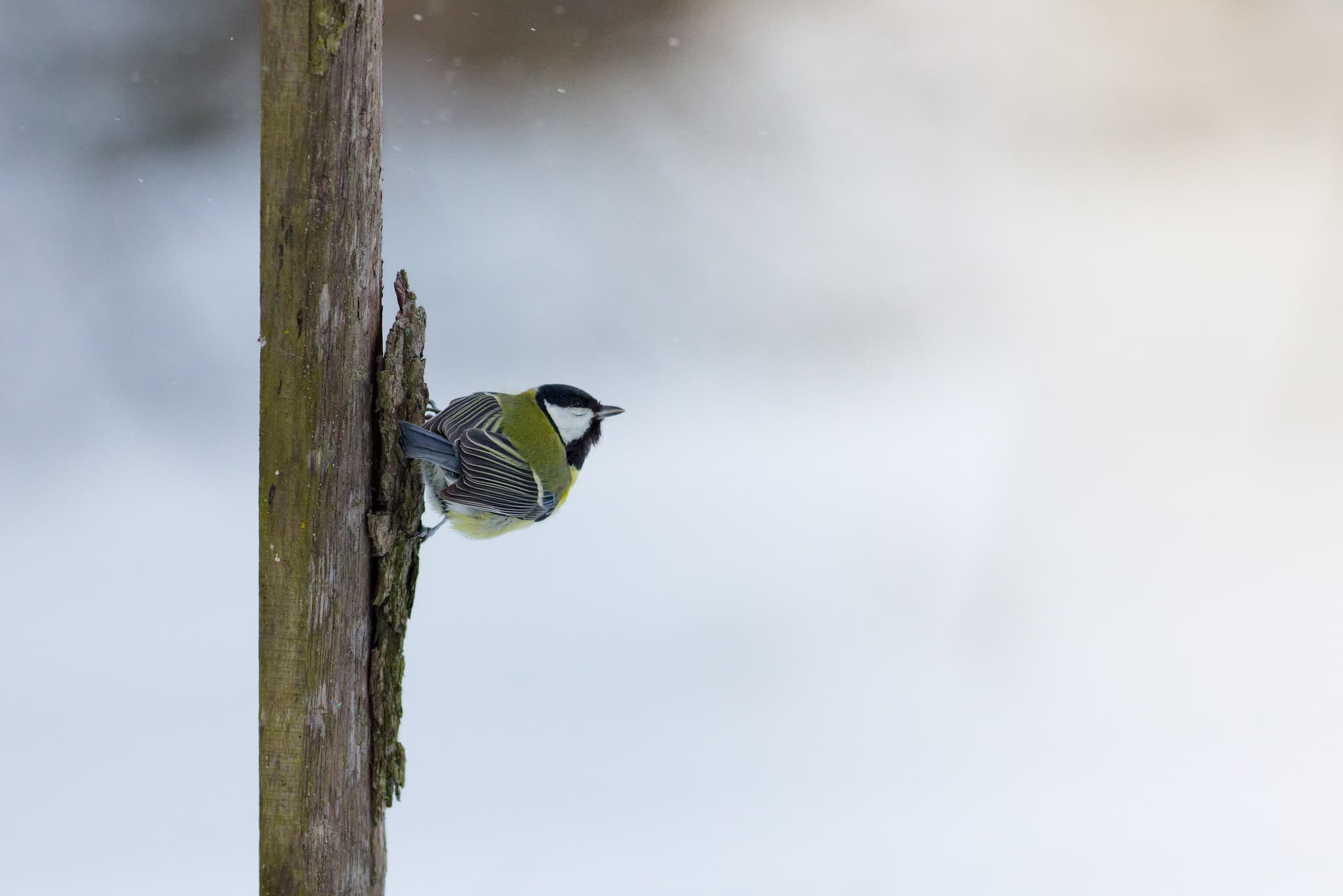 Didžioji zylė (Parus major)