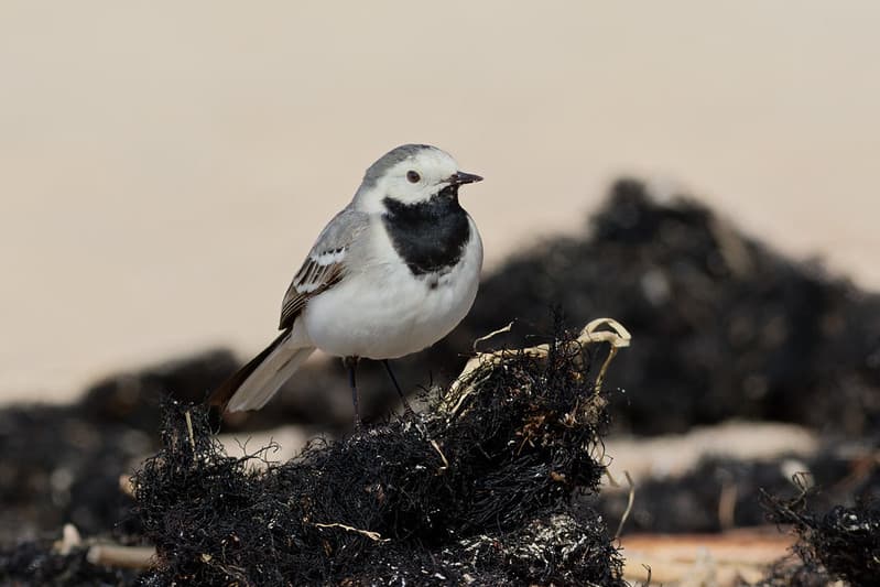 Baltoji kielė (Motacilla alba)