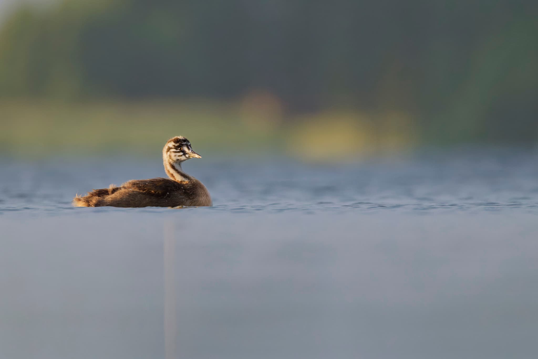 Ausuotasis kragas (Podiceps cristatus)